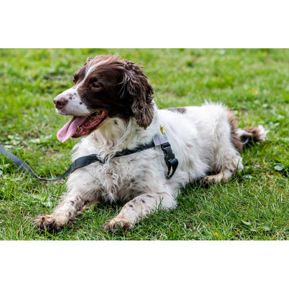 Best harness hotsell for springer spaniel